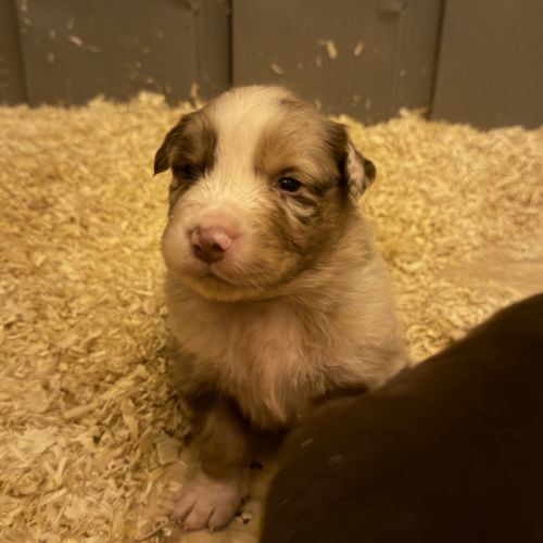 Chiot berger australien #4