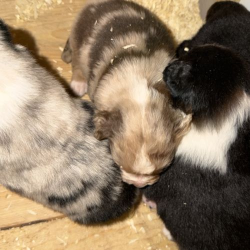 Chiot berger australien #5