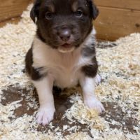 Chiot berger australien