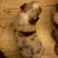 Chiot berger australien #3