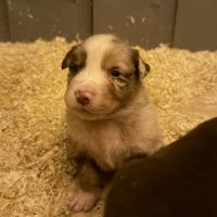 Chiot berger australien #4