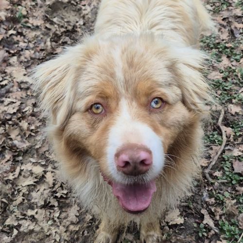 Berger australien #1