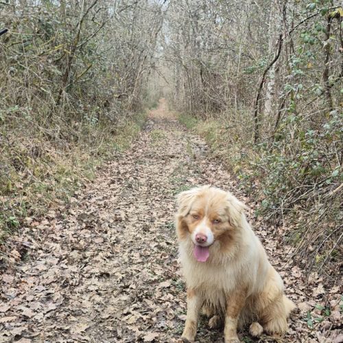 Berger australien #2