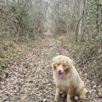 Berger australien #2