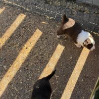 Chiot berger australien