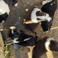 Chiot berger australien #2