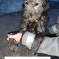 Bouba se trouve dans un refuge en ukraine #2