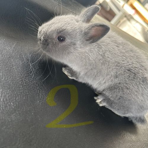 Lapin nain pur race #2
