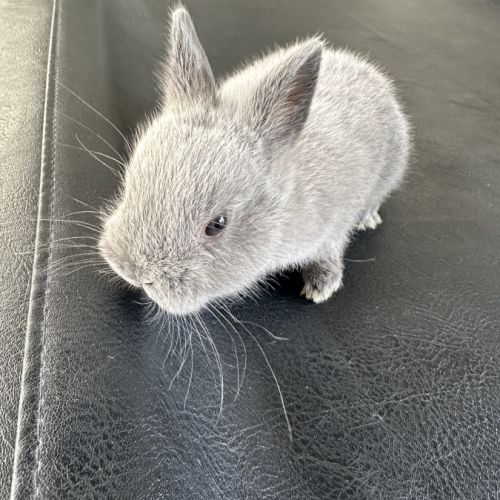 Lapin nain pur race #3