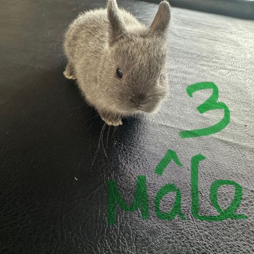 Lapin nain pur race #4