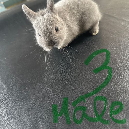 Lapin nain pur race #6