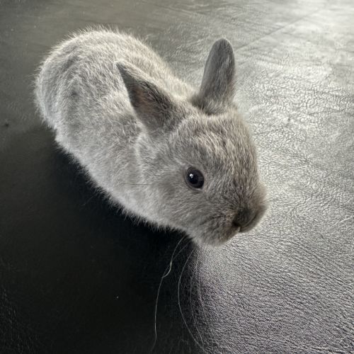 Lapin nain pur race #7