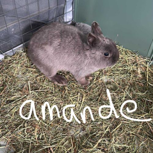 Lapin nain pur race #8