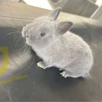 Lapin nain pur race #1