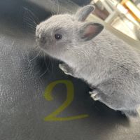 Lapin nain pur race #2