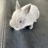 Lapin nain pur race #3