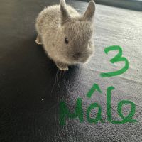 Lapin nain pur race #4