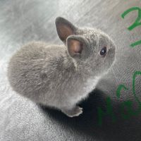 Lapin nain pur race #5