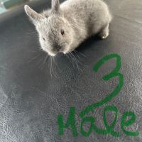 Lapin nain pur race #6