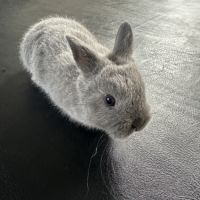 Lapin nain pur race #7