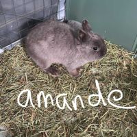 Lapin nain pur race #8