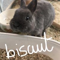 Lapin nain pur race #0