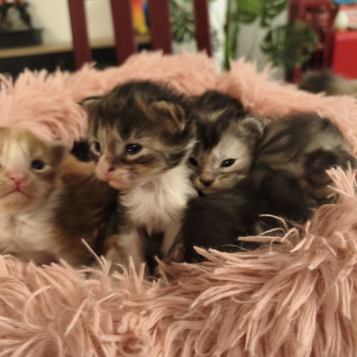 Chatons recherche leurs familles #2