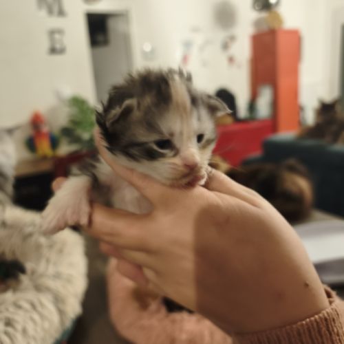 Chatons recherche leurs familles #0