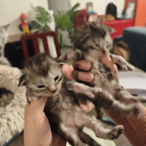 Chatons recherche leurs familles #4