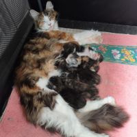 Chatons recherche leurs familles #1