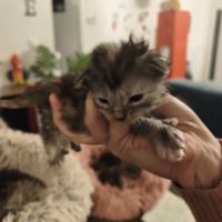 Chatons recherche leurs familles #5