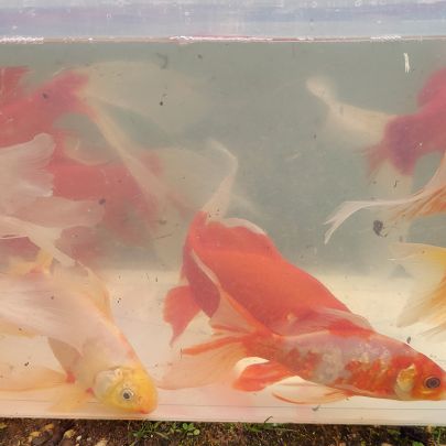 Lot de 60 à 85 poissons de bassin (15 à 25 cm)