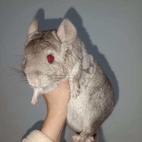 2 chinchilla a vendre + cage 100 €