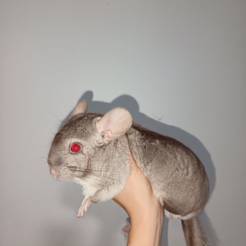 2 chinchilla a vendre + cage 100 € #2