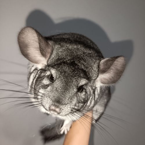 2 chinchilla a vendre + cage 100 € #3