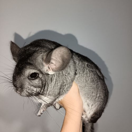 2 chinchilla a vendre + cage 100 € #4