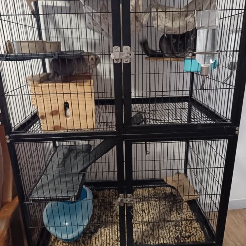 2 chinchilla a vendre + cage 100 € #5