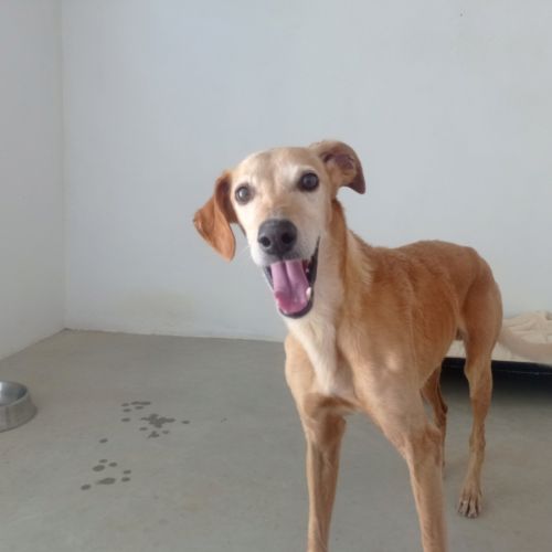 Logan 8 ans, une crème de chien ! #2