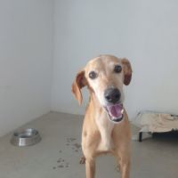 Logan 8 ans, une crème de chien ! #1