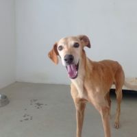 Logan 8 ans, une crème de chien ! #2