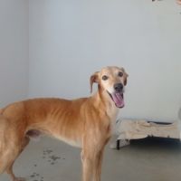 Logan 8 ans, une crème de chien ! #3