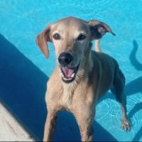 Logan 8 ans, une crème de chien !