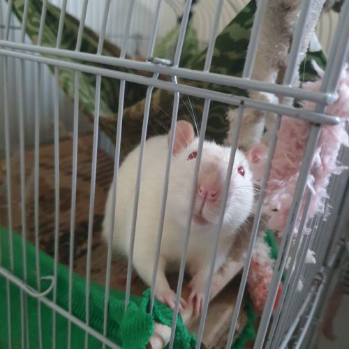 Ratons à l'adoption #1