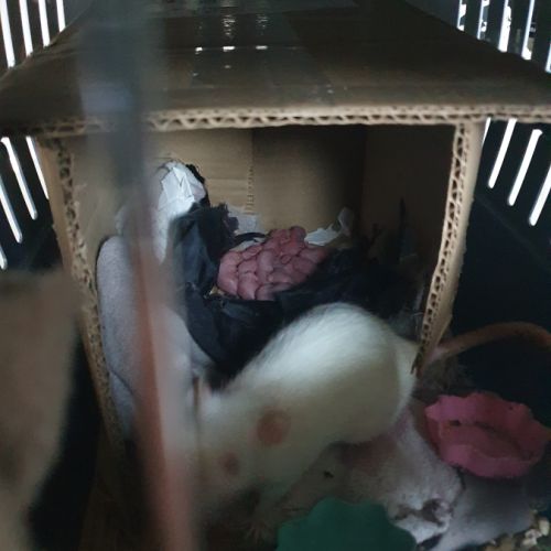 Ratons à l'adoption #3