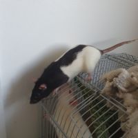 Ratons à l'adoption #0