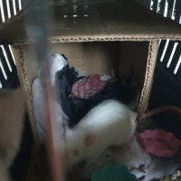 Ratons à l'adoption #3