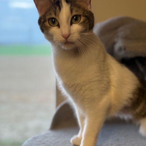 Biscotte- un amour à croquer ! #2