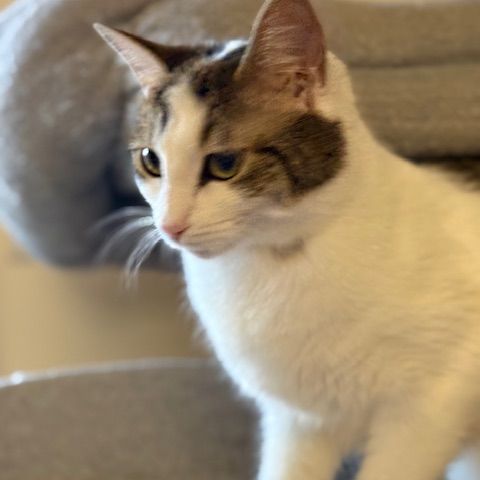 Biscotte- un amour à croquer ! #3