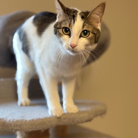 Biscotte- un amour à croquer ! #7