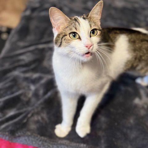 Biscotte- un amour à croquer ! #8